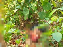 Pria di Jirak Jaya Muba Ditemukan Tewas Dimutilasi, Diduga Curi Sawit