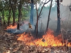 3,5 Hektare Lahan Terbakar Ancam Permukiman di Delanggu Klaten