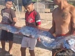 Heboh Ikan Kiamat Oarfish 4 Meter Terdampar di Pantai Pink Lombok