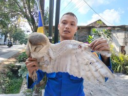 Kasihan! Burung Hantu Tersangkut Benang Layangan di Magelang