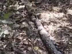 Ular Piton 7 Meter Dibunuh Warga Usai Hendak Mangsa Sapi di Enrekang