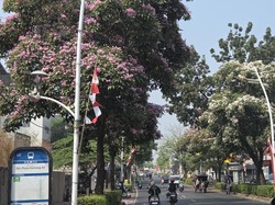 Tabebuya Bermekaran Jadi Spot Foto di Kemang, Warga: Mirip di Jepang