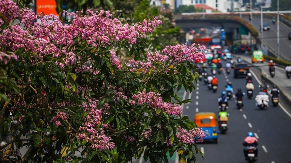 Cantiknya Tabebuya Pink, Cuaca Panas di Kramat Raya Jadi Romantis