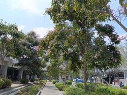 Senangnya Warga Lihat Bunga Tabebuya Mekar di Sekitar JIS: Bagus Banget