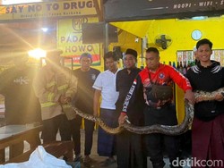 Video: Ular Pitor Panjang 5 Meter Bikin Geger Warkop 24 Jam di Pasuruan
