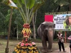 Momen Siti Gajah Medan Zoo Rayakan Ultah ke-63 Pakai Buah Tumpeng