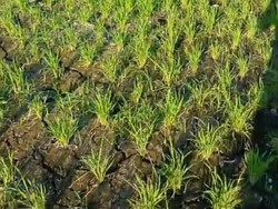746 Hektare Sawah Kekurangan Air, Petani Tabanan Diminta Istirahatkan Lahan
