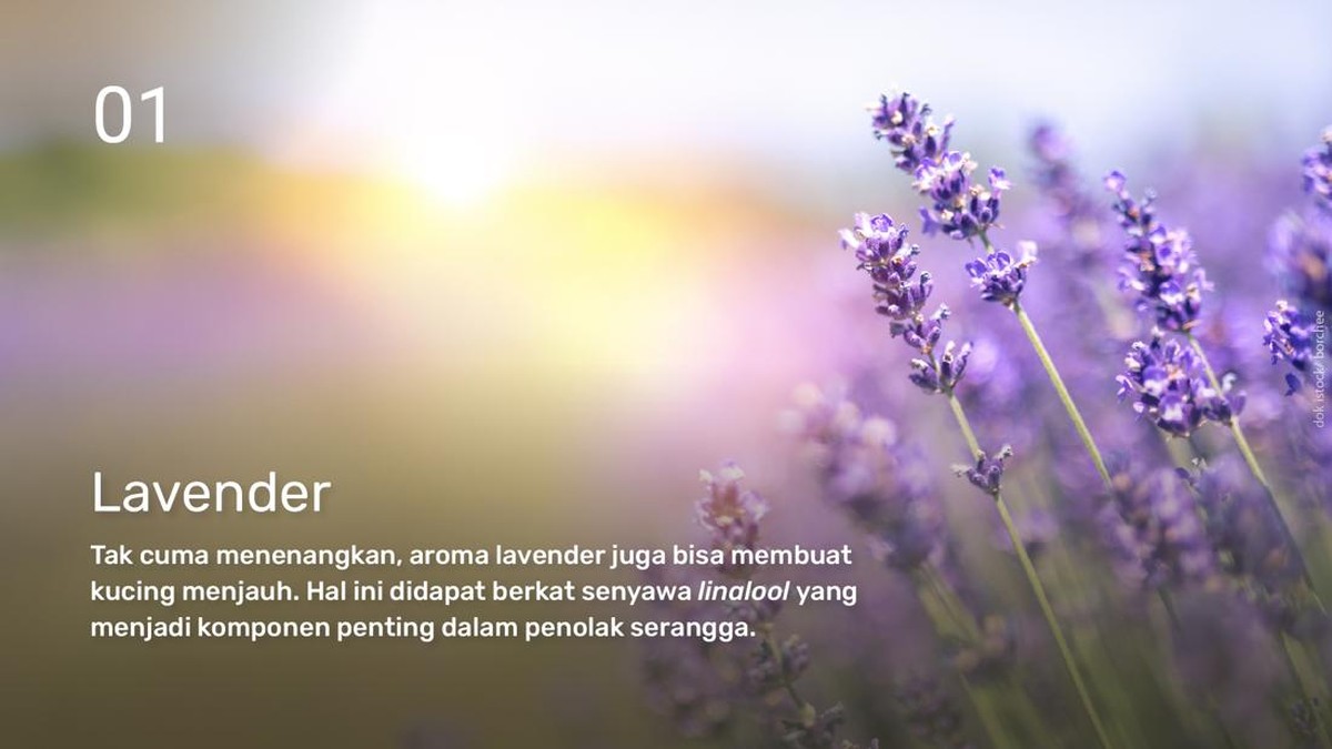 INTIP: Tanaman yang Tidak Disukai Kucing