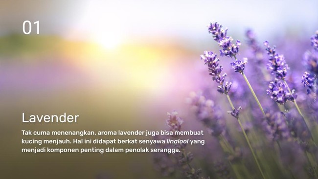 INTIP: Tanaman yang Tidak Disukai Kucing