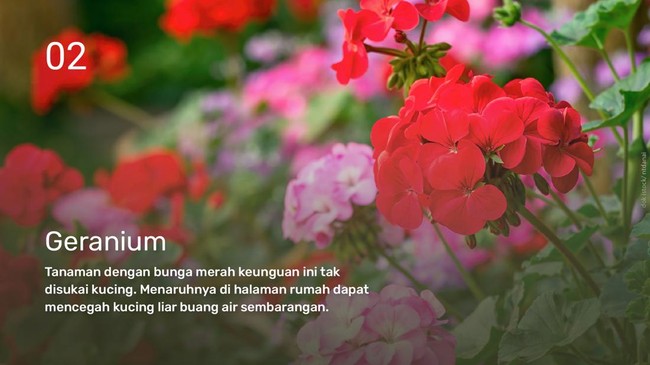 INTIP: Tanaman yang Tidak Disukai Kucing