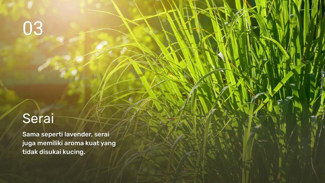 INTIP: Tanaman yang Tidak Disukai Kucing
