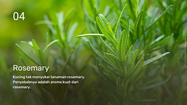 INTIP: Tanaman yang Tidak Disukai Kucing