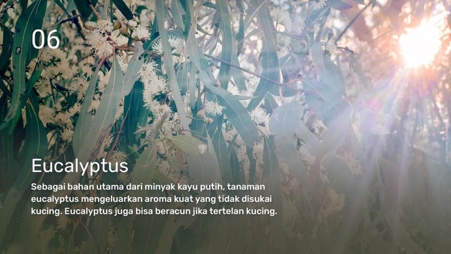 INTIP: Tanaman yang Tidak Disukai Kucing