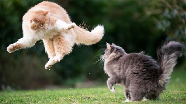 Jangan coba-coba kontak fisik saat melerai kucing berantem. Kamu perlu tahu cara mencegahnya agar aman dari cakaran anabul yang satu ini.