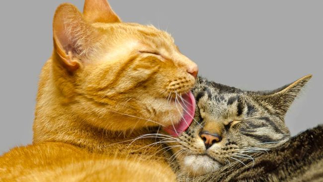 Grey tabby cat grooming orange cat.