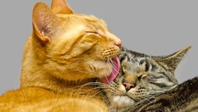Grey tabby cat grooming orange cat.