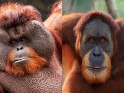 Keunikan Orang Utan Kalimantan Dibanding Orang Utan Sumatra dan Tapanuli