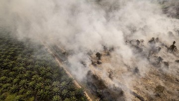 Karhutla di Berau Kaltim Diklaim Tak Ancam Habitat Orangutan