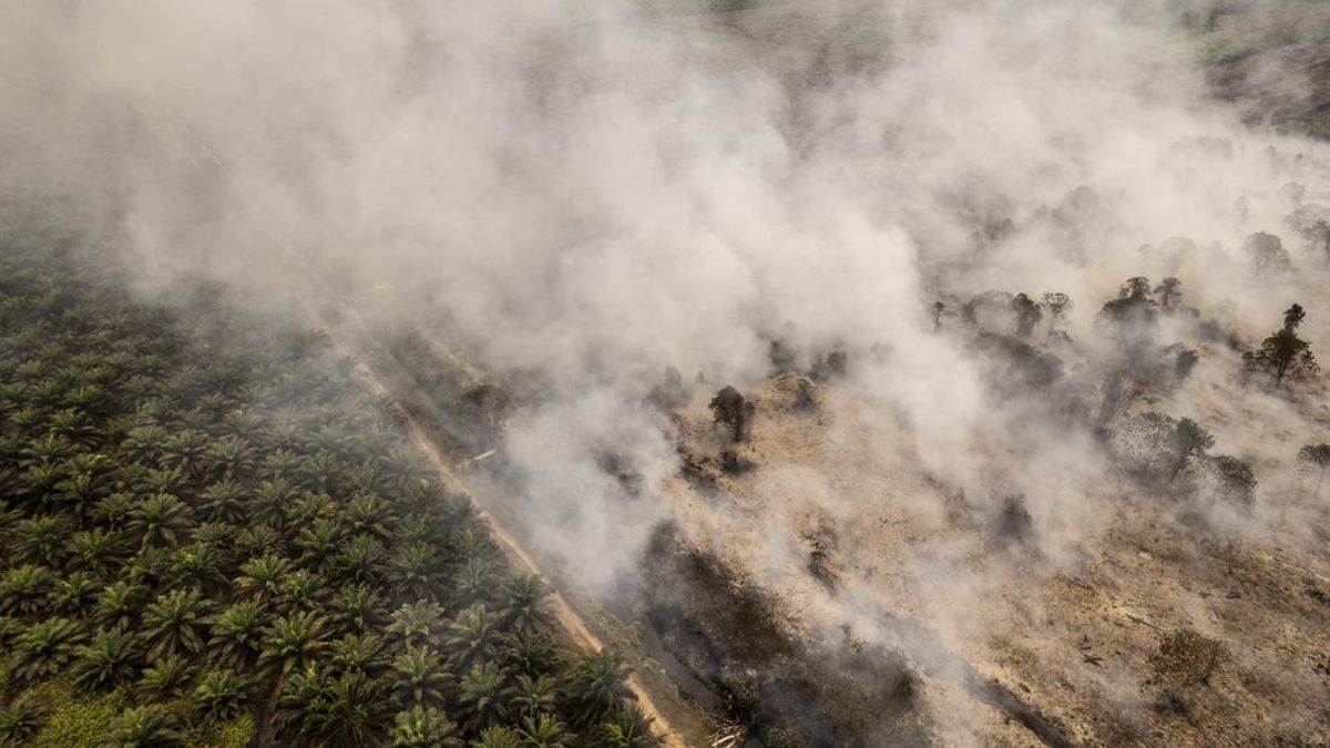 Karhutla di Berau Kaltim Diklaim Tak Ancam Habitat Orangutan