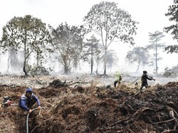 Mengapa Karhutla di Lahan Gambut Sulit Ditaklukan? Ini Penjelasan Pakar IPB
