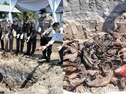 538 Kg Daging Tanpa Dokumen Dimusnahkan, Ada Garangan hingga Landak