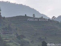 Ironi Puncak Bogor: Ketika Alam Terdesak oleh Pariwisata
