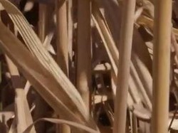 Video: Kenalin, Rumput Ini Bisa Menghangatkan Satu Desa