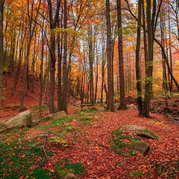 7 Rekomendasi Tempat Wisata dengan Pemandangan Musim Gugur Paling Indah