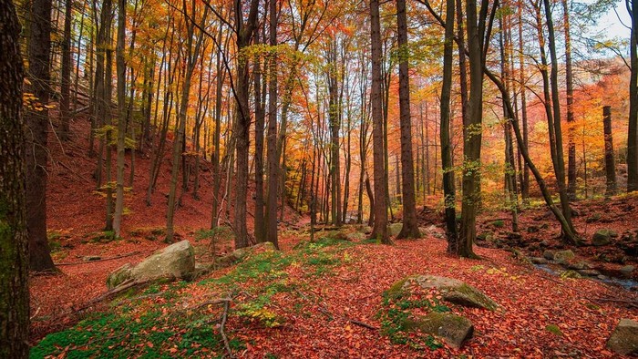 7 Rekomendasi Tempat Wisata dengan Pemandangan Musim Gugur Paling Indah