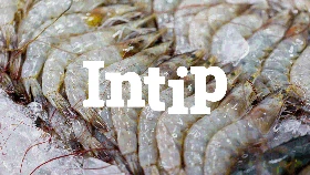 INTIP: Rekomendasi Protein Hewani & Nabati untuk Menu MPASI