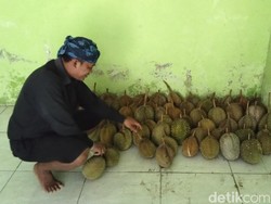 Musim Durian Tiba, Saatnya Menjelajah Baduy