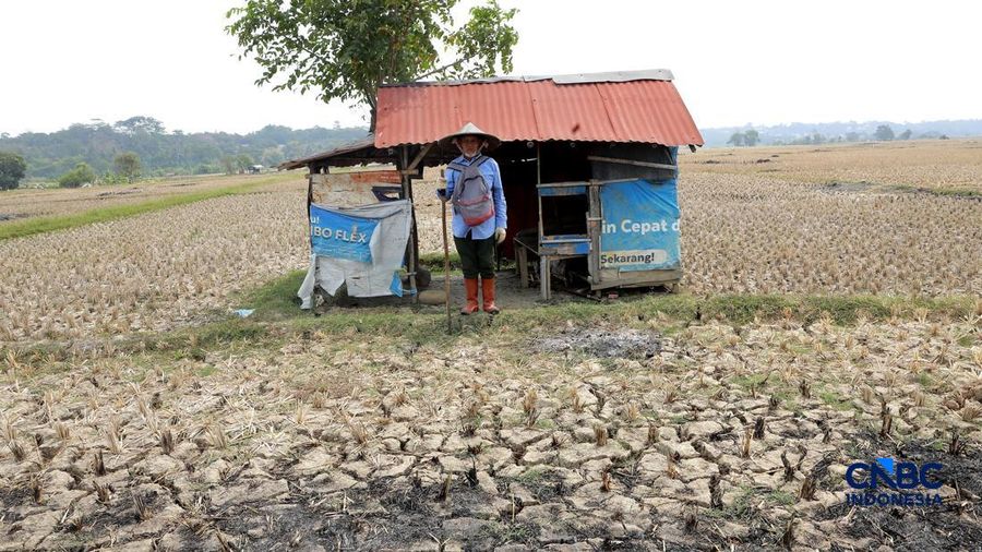 Kekeringan lahan pertanian di Jonggol, Kab Bogor, Jawa Barat, Kamis, (27/8/2026).