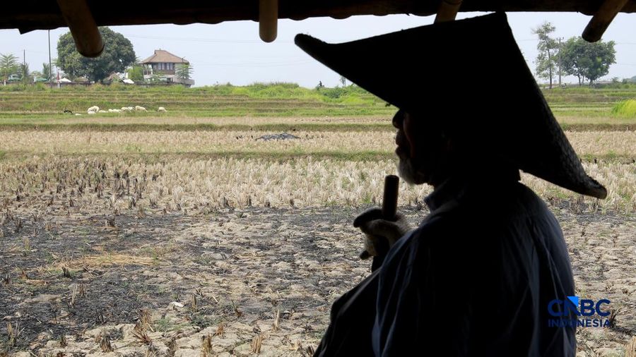 Kekeringan lahan pertanian di Jonggol, Kab Bogor, Jawa Barat, Kamis, (27/8/2026).