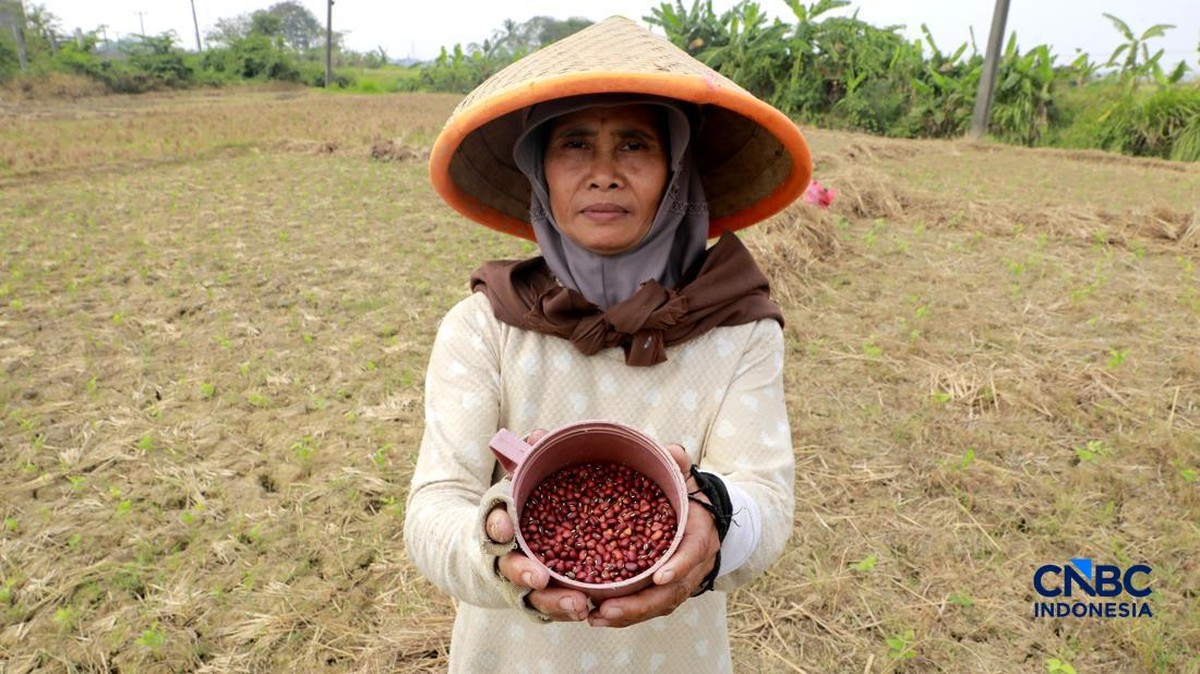 Sedih! Dihajar Kekeringan, Petani Padi di Bogor Harus "Banting Setir"