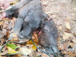 Anak Kerbau Berkepala Dua Lahir di Manggarai Barat