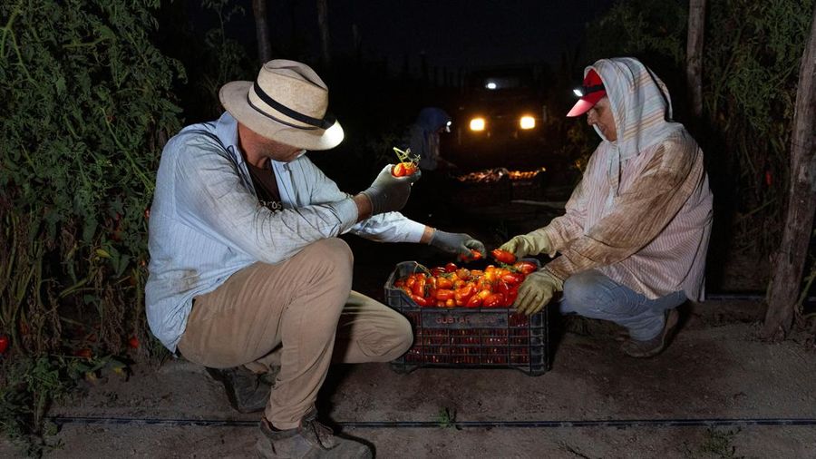 Para petani memeriksa tomat San Marzano nan telah dipanen pada malam hari—saat suhu lebih sejuk dibandingkan siang hari—untuk produksi tomat San Marzano bersertifikasi PDO dari wilayah Agro Sarnese-Nocerino; sertifikasi ini merupakan penunjukan terlindung nan menjamin bahwa produk tersebut berasal dari wilayah tertentu dan mengikuti standar produksi tradisional. Lokasi pengambilan gambar berada di Sarno, Italia, pada tanggal 26 Agustus 2026.