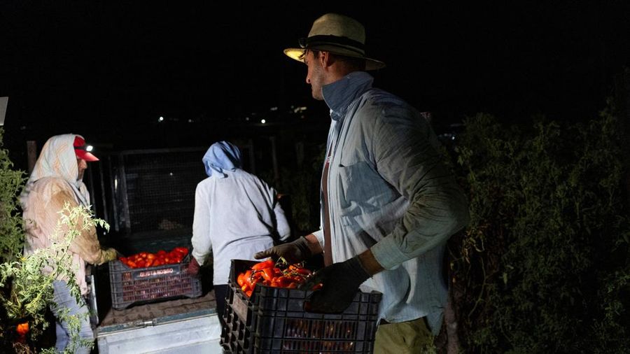 Para petani memuat peti berisi tomat San Marzano nan baru dipanen ke atas kendaraan saat panen malam hari—saat suhu lebih sejuk dibandingkan siang hari—untuk produksi tomat San Marzano bersertifikasi PDO dari wilayah Agro Sarnese-Nocerino; sertifikasi ini merupakan penunjukan terlindungi nan menjamin produk tersebut berasal dari wilayah tertentu dan mengikuti standar produksi tradisional, di Sarno, Italia, pada 26 Agustus 2026.