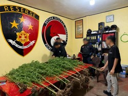 Ladang Ganja Ditemukan Polisi di Kampung Pipukmo Jayawijaya
