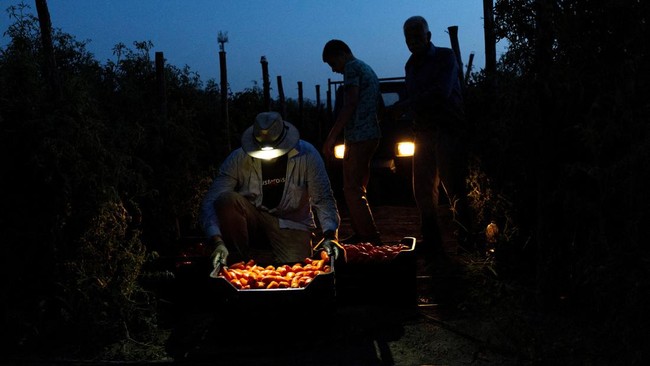 Neraka Bolong Ancam Bumi, Petani Terpaksa Lakukan Ini Gelap-gelapan