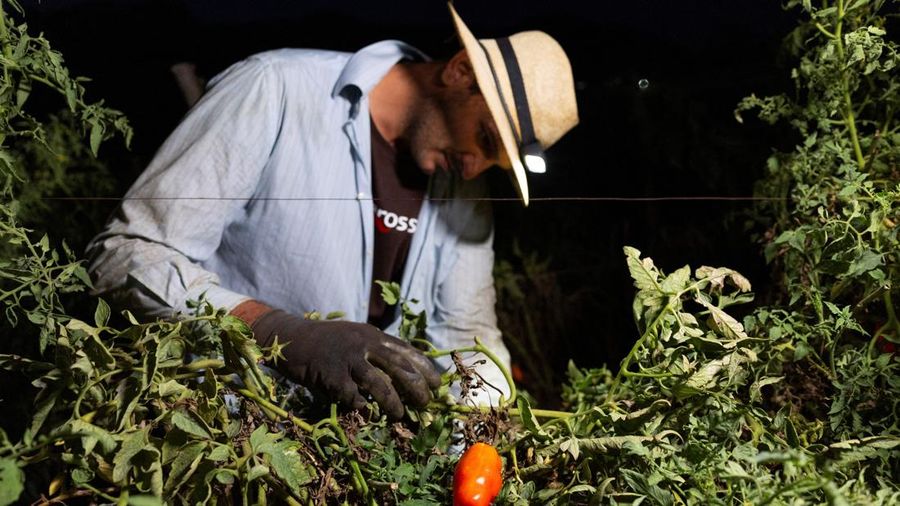 Seorang petani memanen tomat San Marzano pada malam hari dengan menggunakan lampu kepala—saat suhu lebih sejuk dibandingkan siang hari—untuk produksi tomat San Marzano bersertifikasi PDO dari wilayah Agro Sarnese-Nocerino (sebuah penunjukan terlindungi nan menjamin produk berasal dari area tertentu dan mengikuti standar produksi tradisional), di Sarno, Italia, pada 26 Agustus 2026.