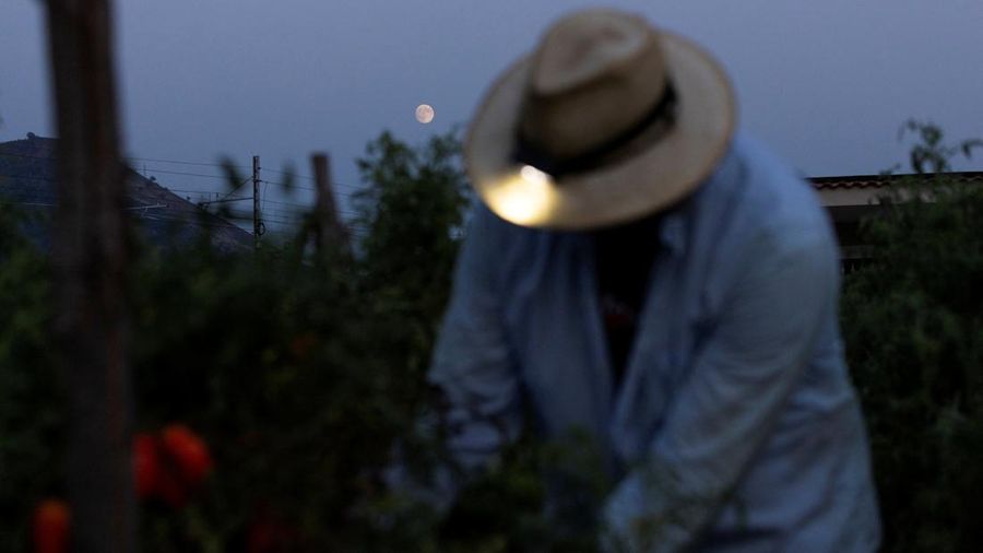 Seorang petani memanen tomat San Marzano pada malam hari dengan menggunakan lampu kepalasaat suhu lebih sejuk dibandingkan siang hariuntuk produksi tomat San Marzano bersertifikasi PDO dari wilayah Agro Sarnese-Nocerino (sebuah penunjukan terlindungi