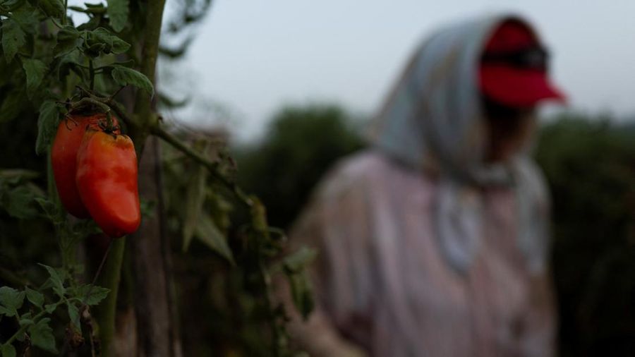 Seorang petani memanen tomat San Marzano pada malam hari saat suhu lebih sejuk dibandingkan siang hari, untuk produksi tomat San Marzano bersertifikasi PDO dari wilayah Agro Sarnese-Nocerino—sebuah penamaan terlindungi nan menjamin produk tersebut berasal dari wilayah tertentu dan mengikuti standar produksi tradisional—di Sarno, Italia, pada 26 Agustus 2026.