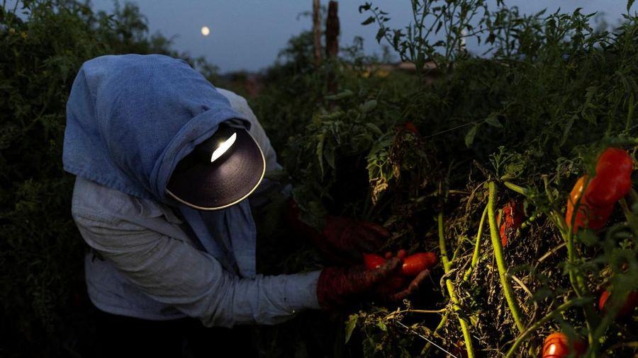 Seorang petani memanen tomat San Marzano pada malam hari saat suhu lebih sejuk dibandingkan siang hari, untuk produksi tomat San Marzano bersertifikasi PDO dari wilayah Agro Sarnese-Nocerino—sebuah penamaan terlindungi nan menjamin produk tersebut berasal dari wilayah tertentu dan mengikuti standar produksi tradisional—di Sarno, Italia, pada 26 Agustus 2026.