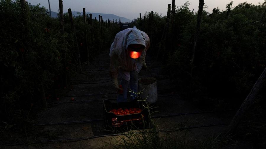 Seorang petani mengawasi tomat San Marzano nan telah dipanen pada malam hari—saat suhu lebih sejuk dibandingkan siang hari—untuk produksi tomat San Marzano bersertifikasi PDO dari wilayah Agro Sarnese-Nocerino; sertifikasi ini merupakan penunjukan terlindungi nan menjamin produk tersebut berasal dari wilayah spesifik dan mengikuti standar produksi tradisional. Lokasi pengambilan gambar berada di Sarno, Italia, pada 26 Agustus 2026.