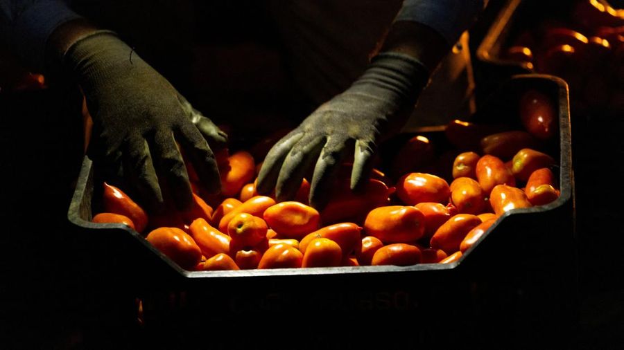 Seorang petani menyortir tomat San Marzano nan baru dipanen pada malam hari—saat suhu lebih sejuk dibandingkan siang hari—untuk produksi tomat San Marzano bersertifikasi PDO dari wilayah Agro Sarnese-Nocerino; sertifikasi ini merupakan penunjukan terlindungi nan menjamin produk tersebut berasal dari wilayah spesifik dan mengikuti standar produksi tradisional. Lokasi pengambilan gambar berada di Sarno, Italia, pada tanggal 26 Agustus 2026.