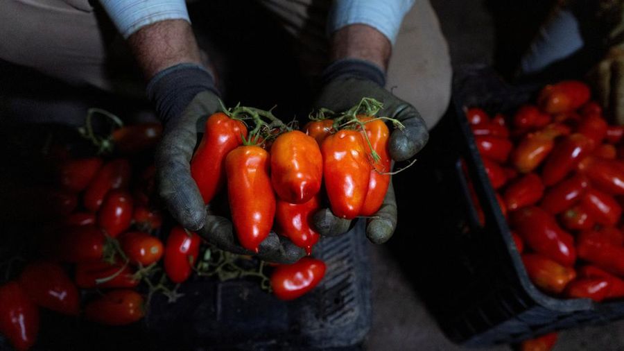 Tomat San Marzano nan baru dipanen diperlihatkan pada malam hari—saat suhu lebih sejuk dibandingkan siang hari—untuk produksi tomat San Marzano bersertifikasi PDO dari wilayah Agro Sarnese-Nocerino, sebuah status penamaan terlindungi nan menjamin produk tersebut berasal dari wilayah tertentu dan mengikuti standar produksi tradisional, di Sarno, Italia, pada 26 Agustus 2026.