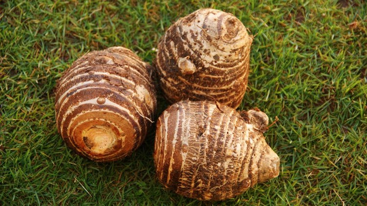 Malanga three tubers on a green grass&comma; Xanthosoma sagittifolium or Colocasia esculenta&period; Malanga popular food in Cuba