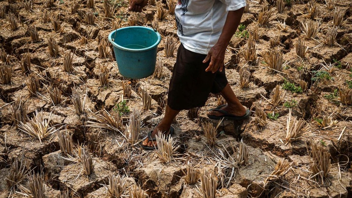 Dampak Kemarau di Kabupaten Bekasi