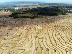 El Nino Sangat Kuat, Pakar IPB Peringatkan Ketahanan Pangan Mulai Terancam
