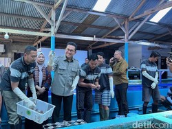 Business Matching Kemendag Buka Jalan Koral Banyuwangi Tembus AS